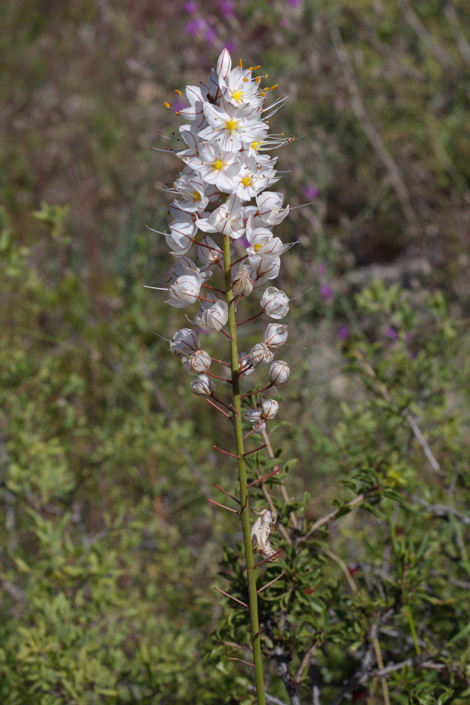 Изображение особи Eremurus tianschanicus.