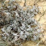 Artemisia lercheana