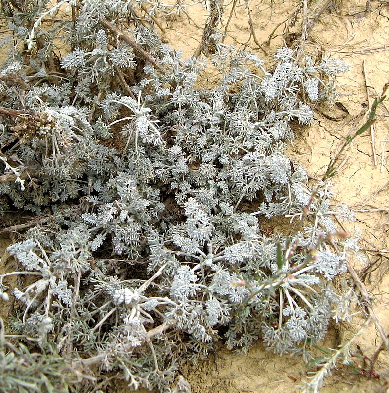 Image of Artemisia lercheana specimen.