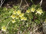 Saxifraga exarata. Цветки. Болгария, гора Пирин, по туристической тропе между хижиной Вихрен и местностью Казаните, силикатный склон. 14 июля 2023 г.