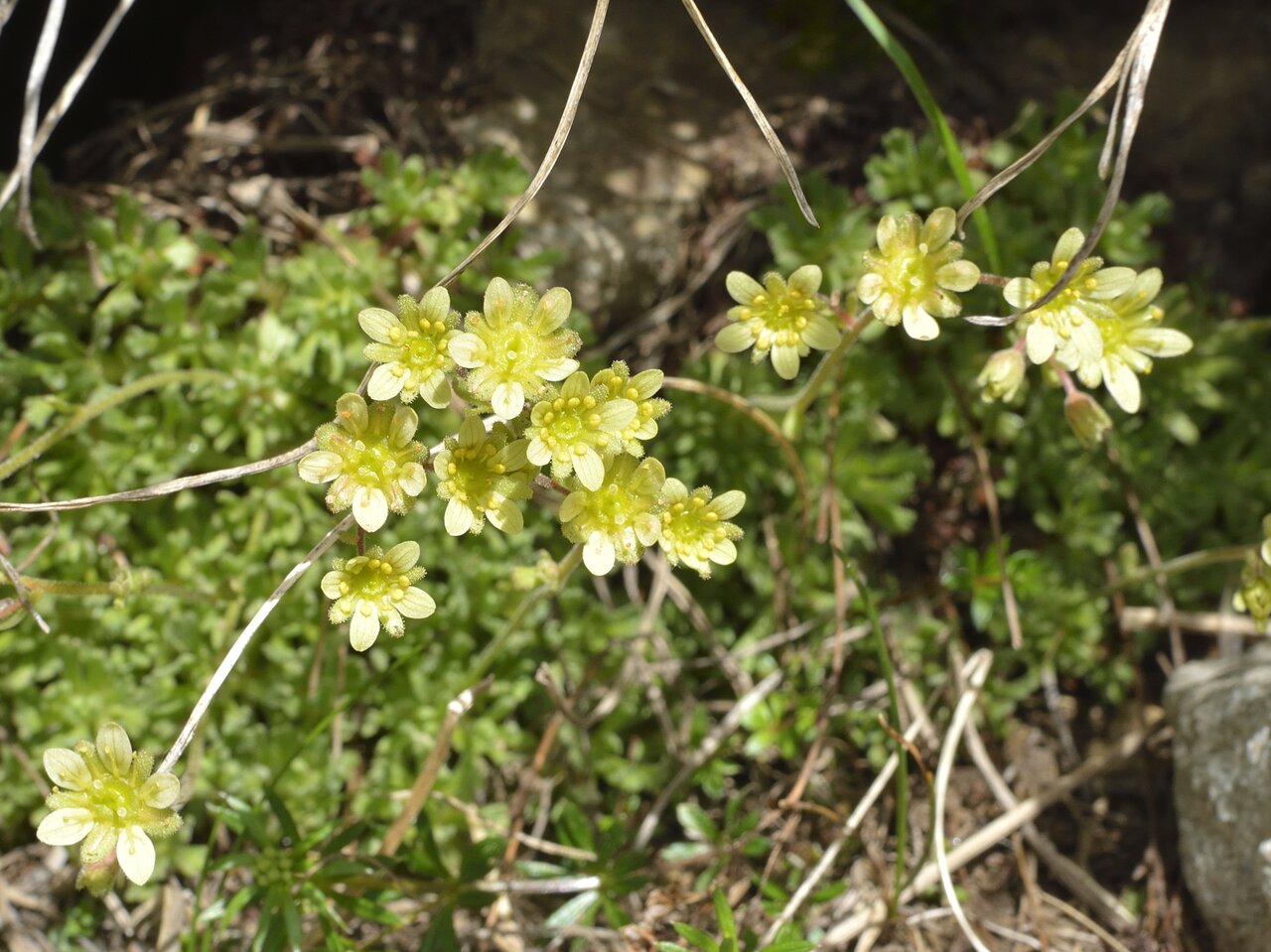Изображение особи Saxifraga exarata.