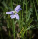 Viola accrescens