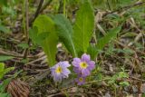 Primula vulgaris