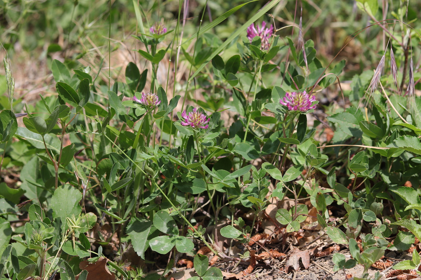Image of Trifolium medium specimen.