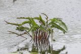 Rumex aquaticus