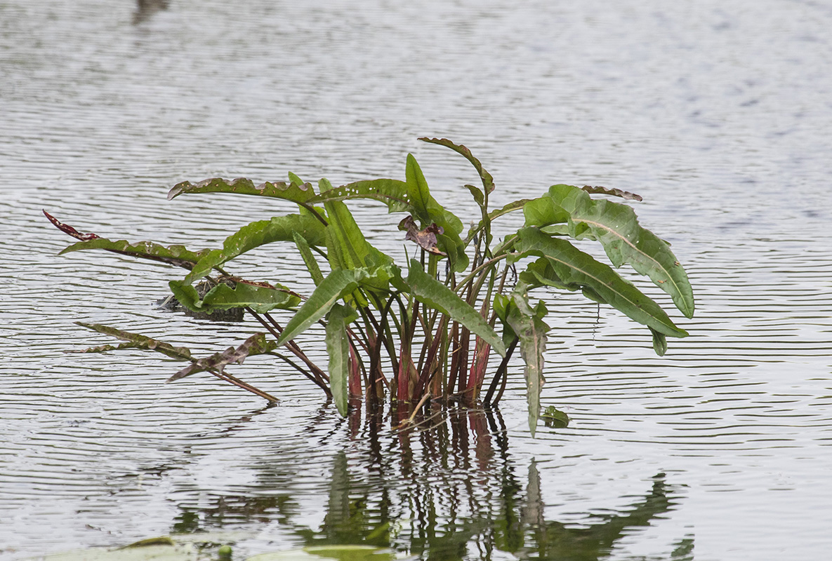 Image of Rumex aquaticus specimen.