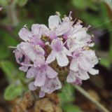 род Thymus
