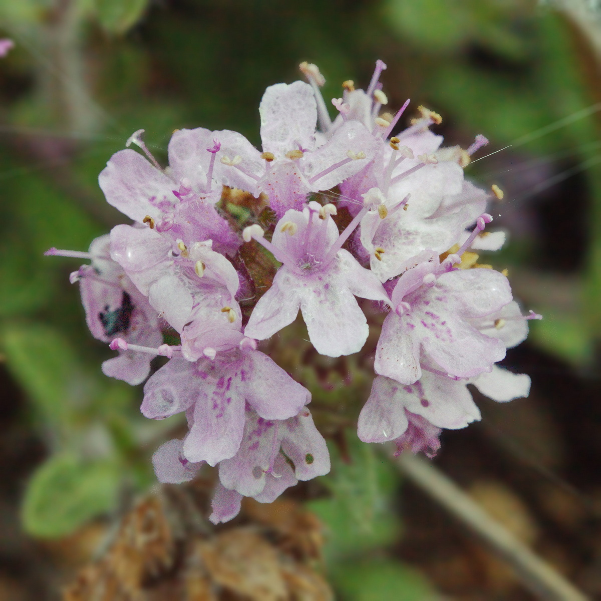Изображение особи род Thymus.