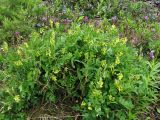 Astragalus frigidus