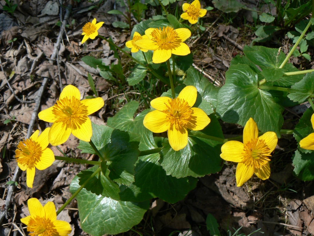 Изображение особи род Caltha.