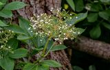 Sambucus nigra