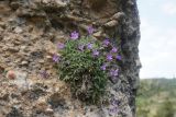 Campanula lehmanniana