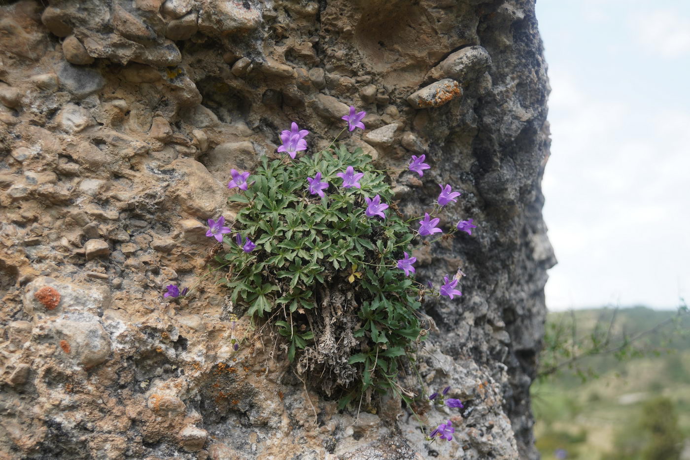 Image of Campanula lehmanniana specimen.