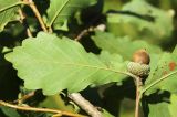 Quercus wutaishanica