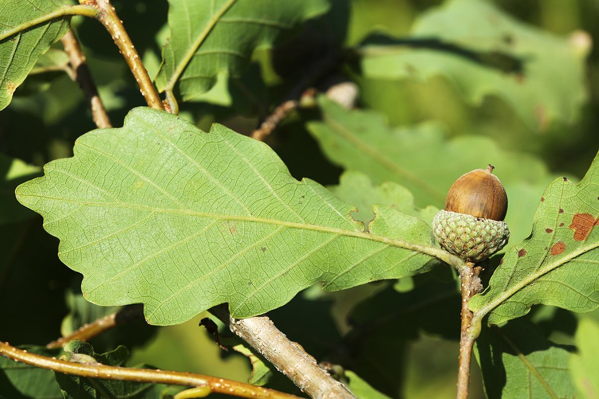 Image of Quercus wutaishanica specimen.