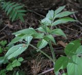 Sambucus sibirica. Верхушка веточки. Пермский край, г. Пермь, Свердловский р-н, м-н Липовая Гора, сырой хвойный лес. 25.05.2025.