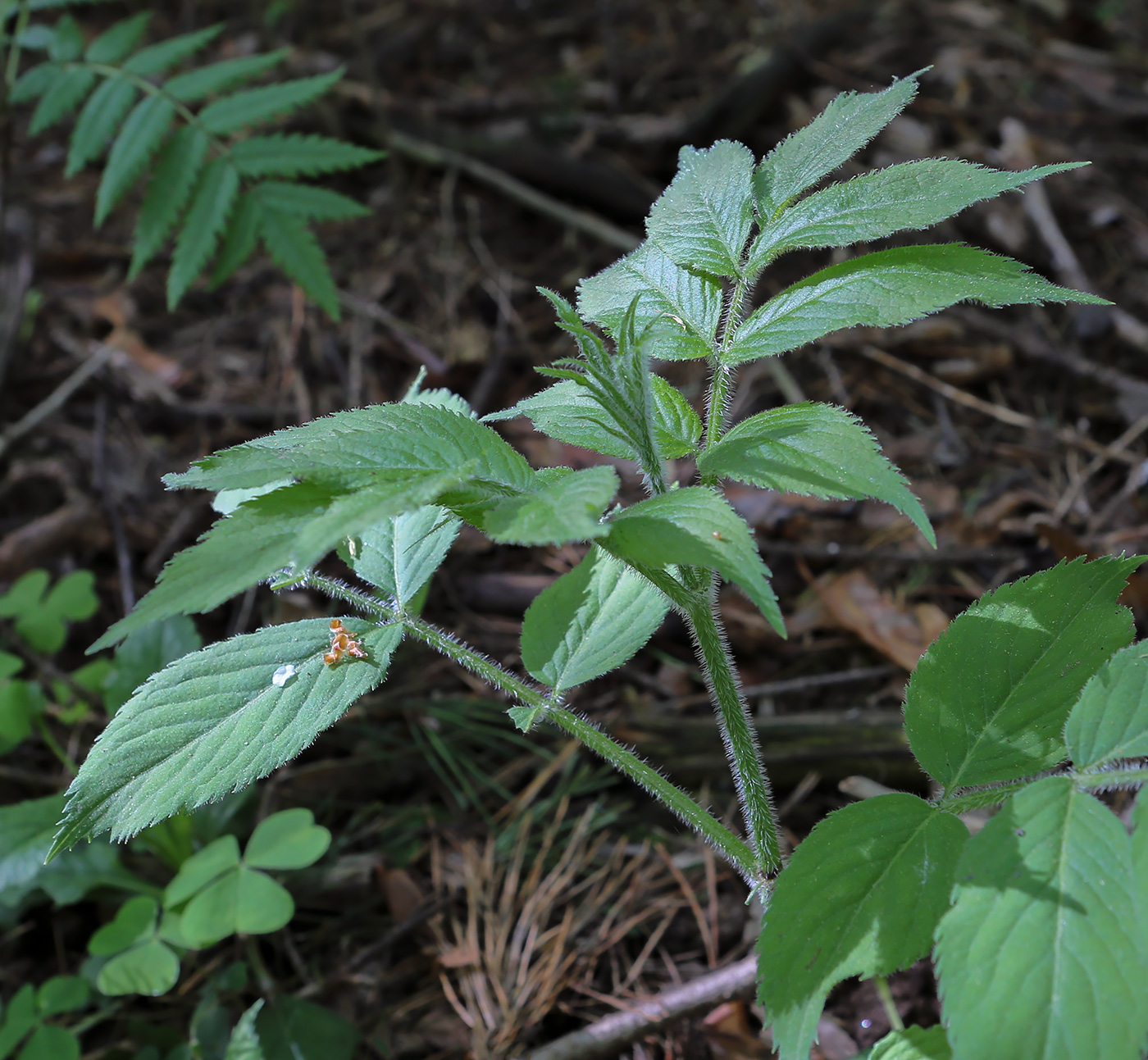 Изображение особи Sambucus sibirica.