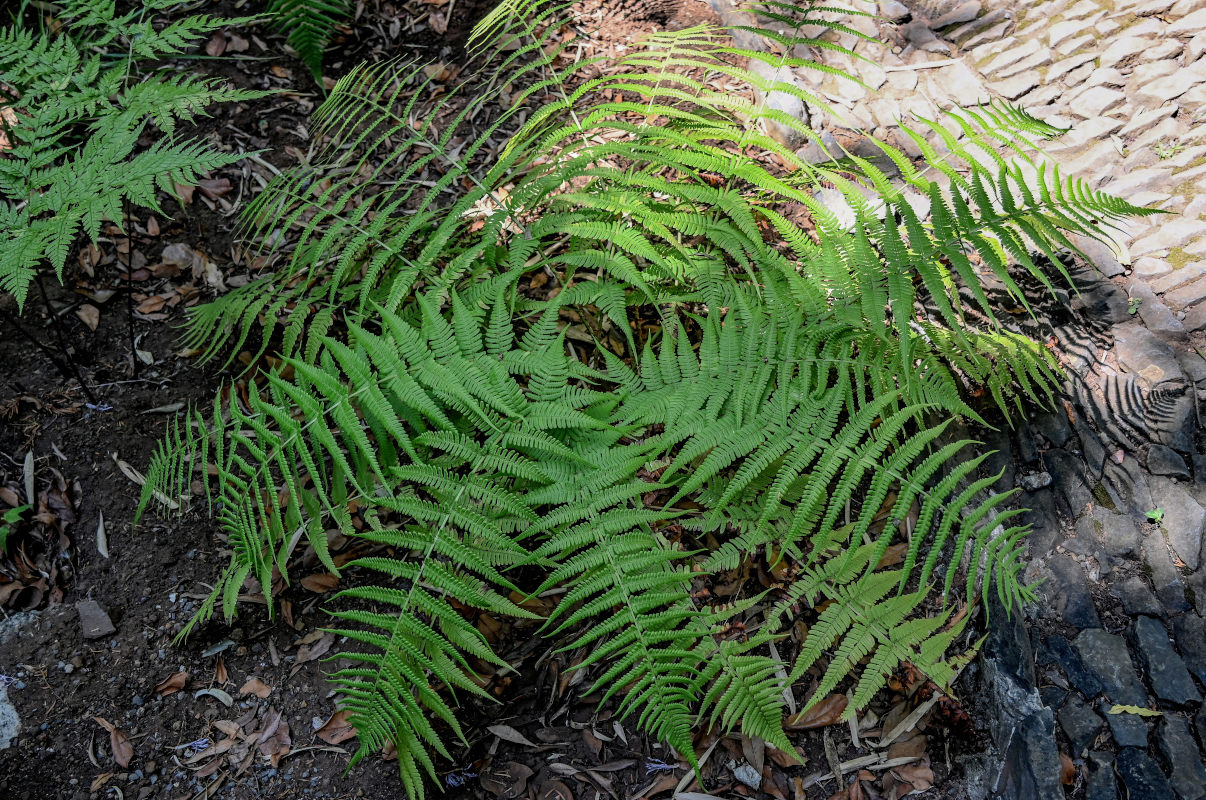 Image of Dryopteris aitoniana specimen.