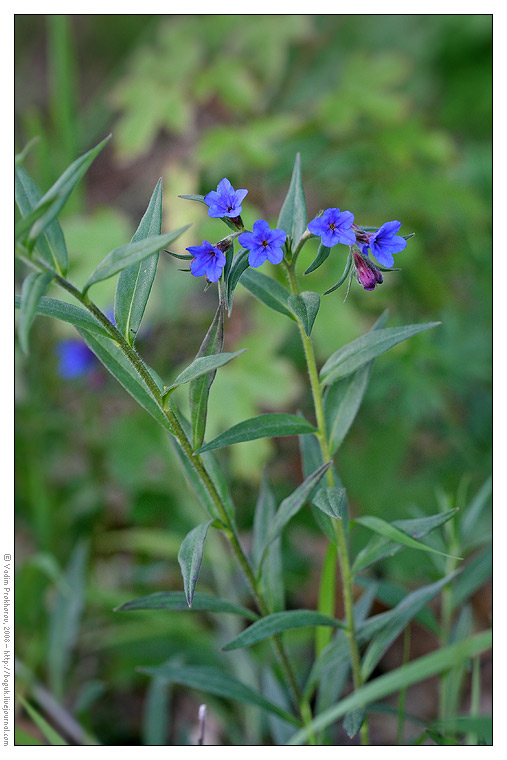 Изображение особи Aegonychon purpureocaeruleum.