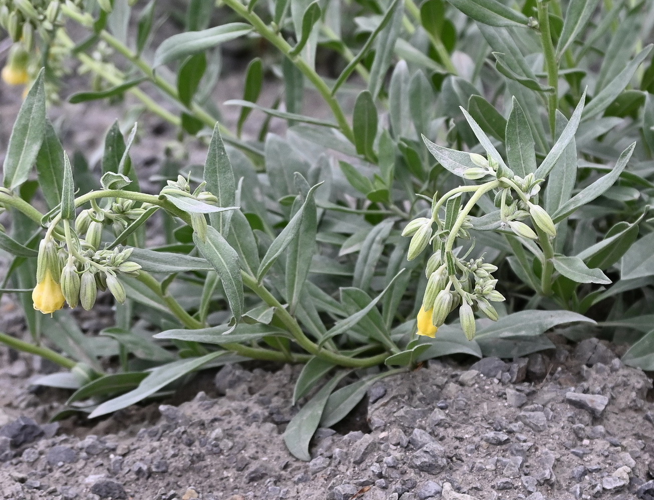 Изображение особи Onosma sericea.