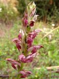 Anacamptis subspecies fragrans