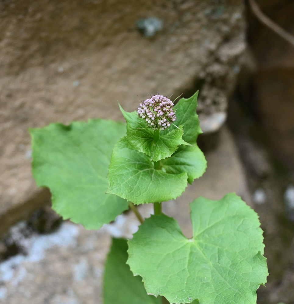 Изображение особи Valeriana alliariifolia.