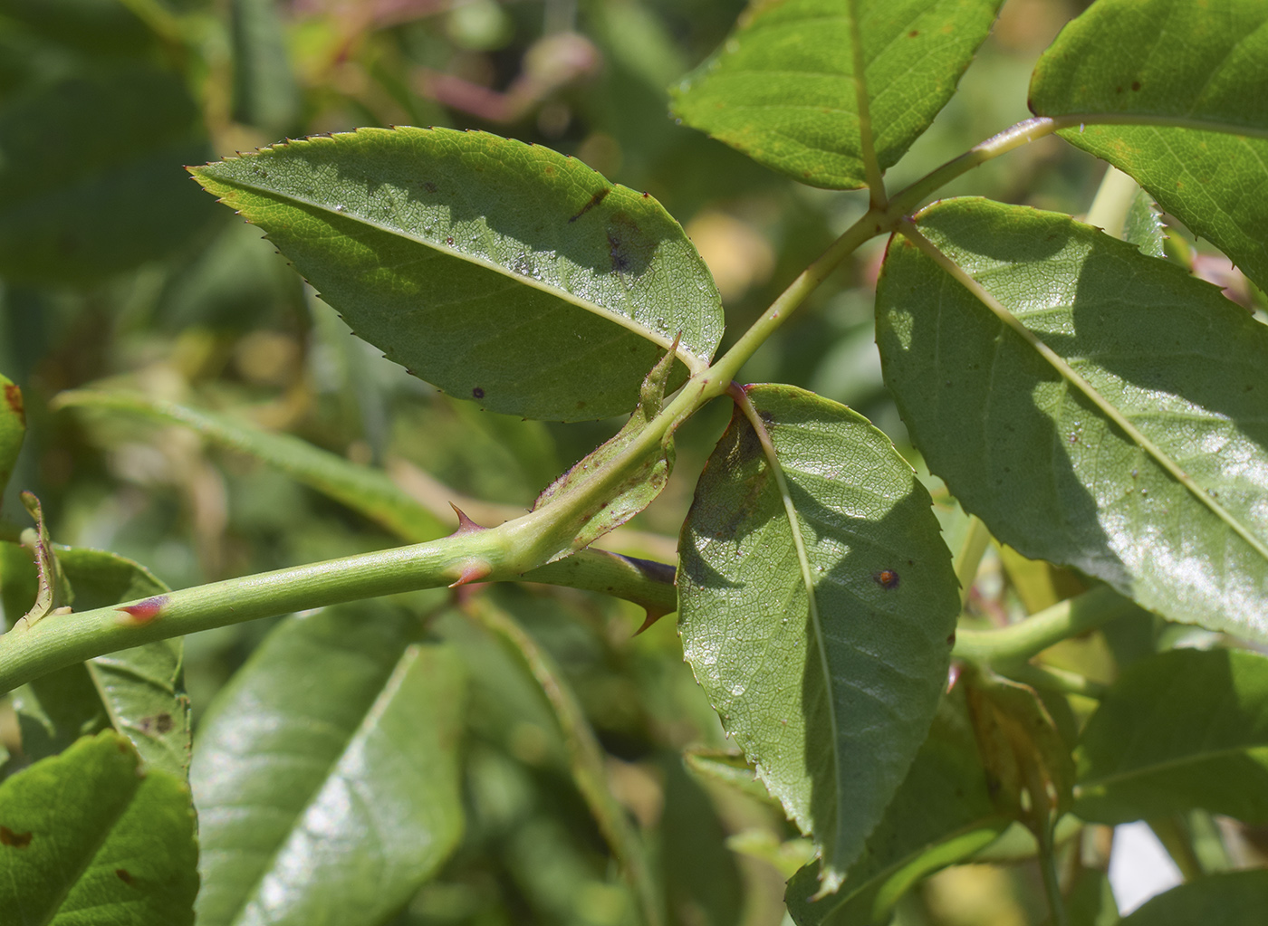 Image of Rosa sempervirens specimen.