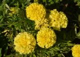 Tagetes erecta