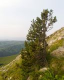 Pinus sylvestris subspecies hamata. Угнетённое дерево с флаговой формой кроны. Карачаево-Черкесия, Малокарачаевский р-н, гора Малый Бермамыт, ≈ 2400 н.у.м., частично задернованная крупнокаменистая осыпь. 01.08.2025.