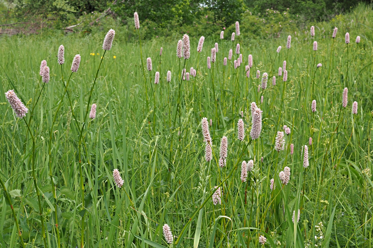 Image of Bistorta officinalis specimen.