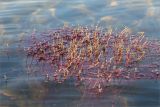 Myriophyllum alterniflorum. Верхушки цветущих растений. Карелия, восточный берег оз. Топозеро, мелководье с песчаным дном вблизи берега. 29.07.2025.