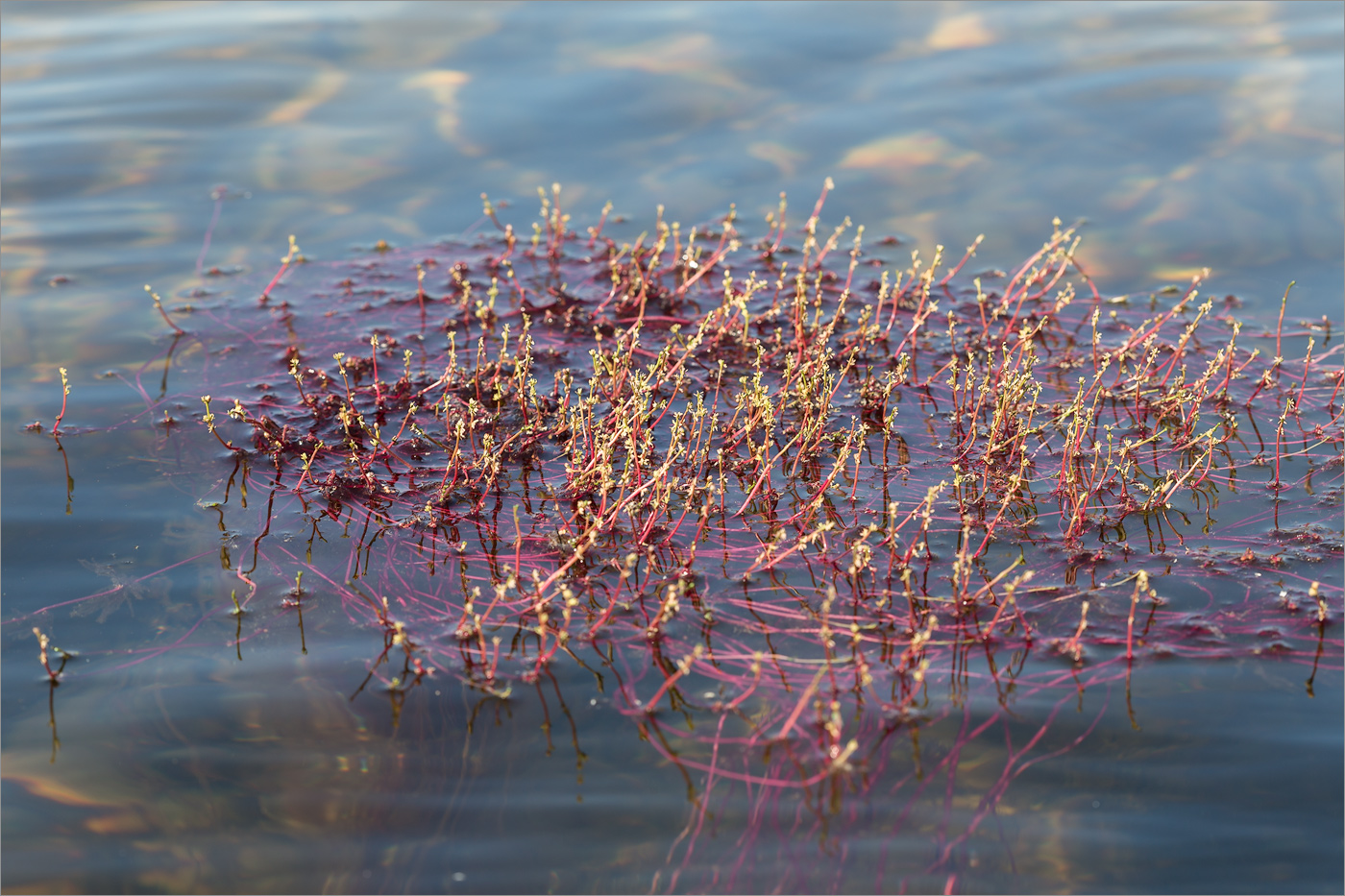 Изображение особи Myriophyllum alterniflorum.