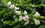 genus Philadelphus. Ветвь с цветками. Калининградская обл., г. Калининград, в культуре. 28.06.2025.