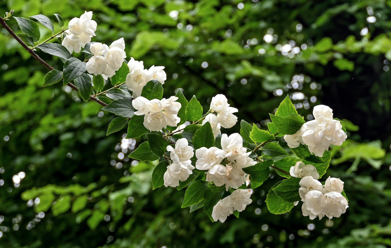 Image of genus Philadelphus specimen.