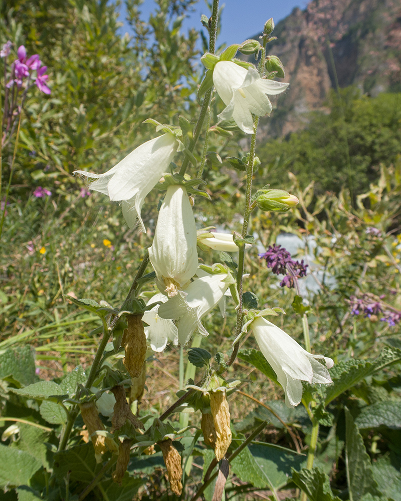 Image of Campanula dolomitica specimen.