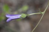 Campanula taurica. Цветок. Крым. Бахчисарайский р-н, окр. пгт Куйбышево, луг на склоне горы. 23.06.2017.