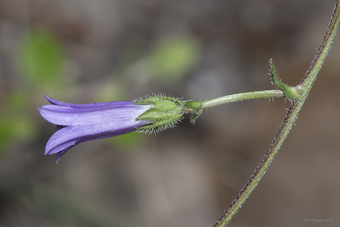 Изображение особи Campanula taurica.