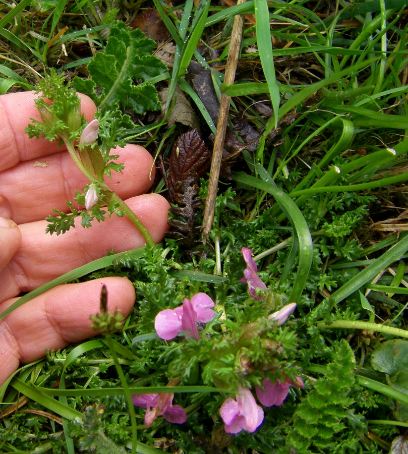 Изображение особи Pedicularis sylvatica.