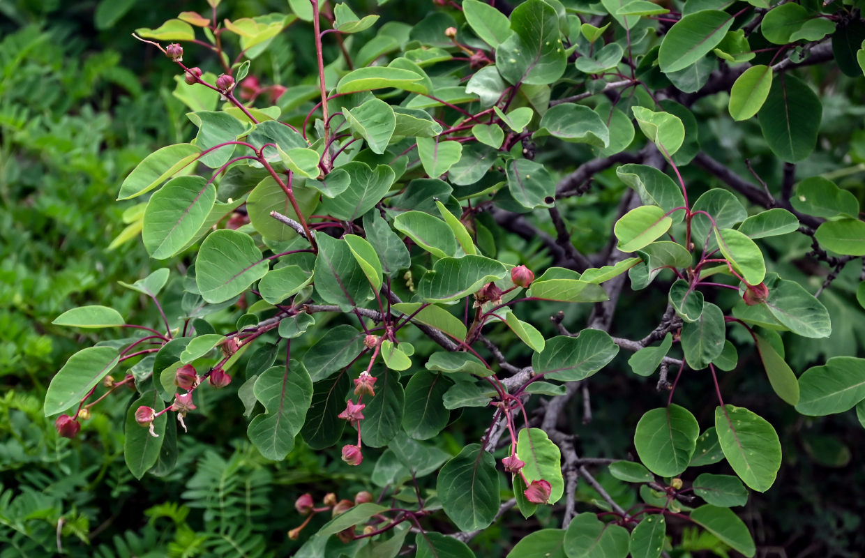 Image of Exochorda racemosa specimen.