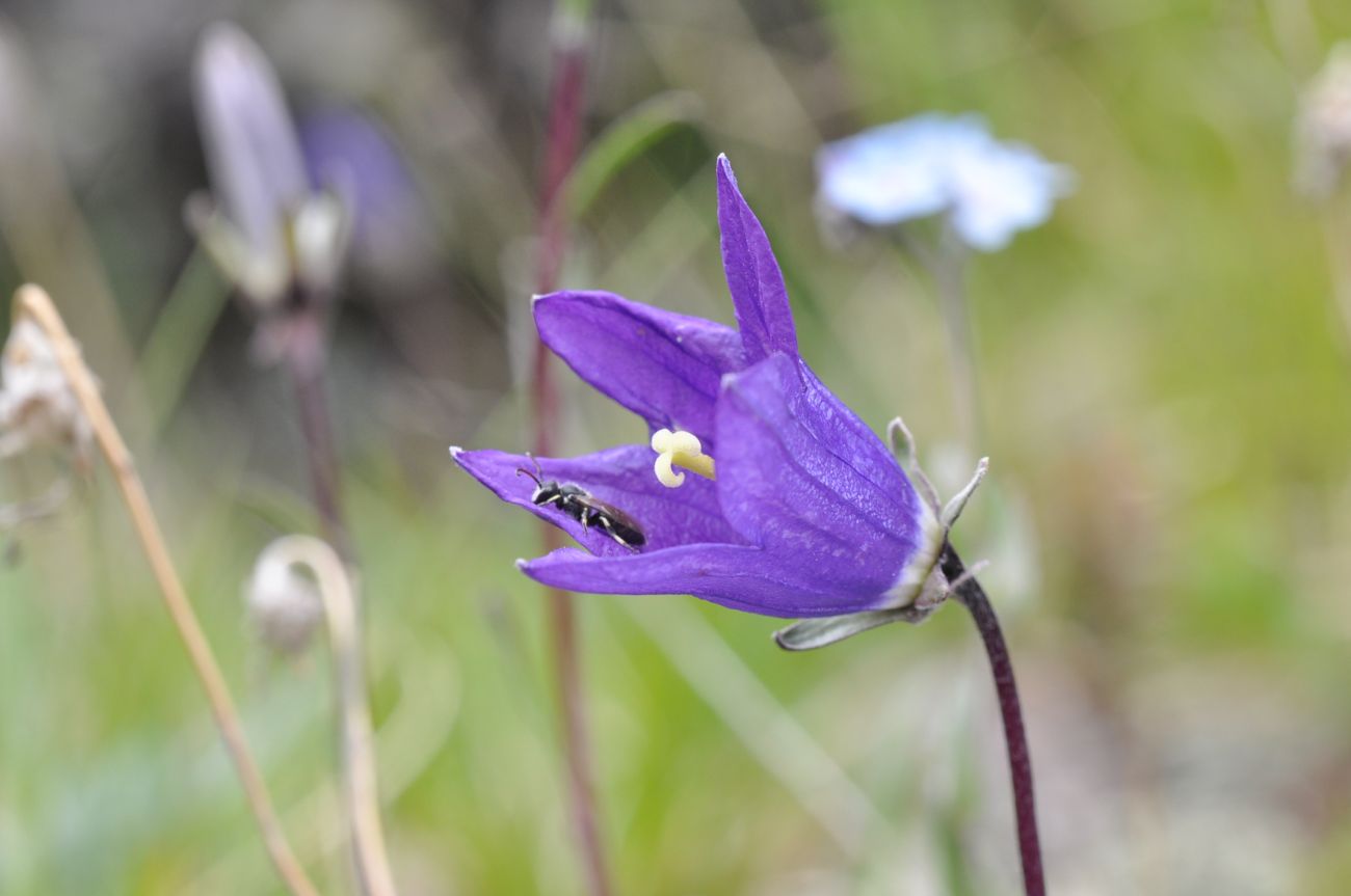 Изображение особи род Campanula.