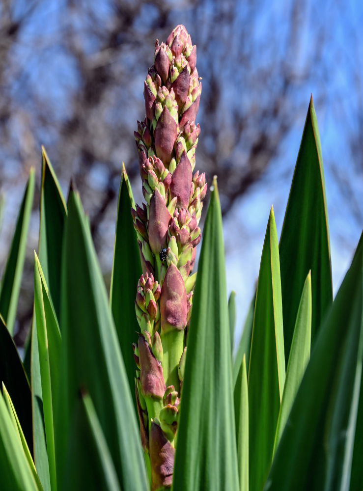 Изображение особи Yucca aloifolia.