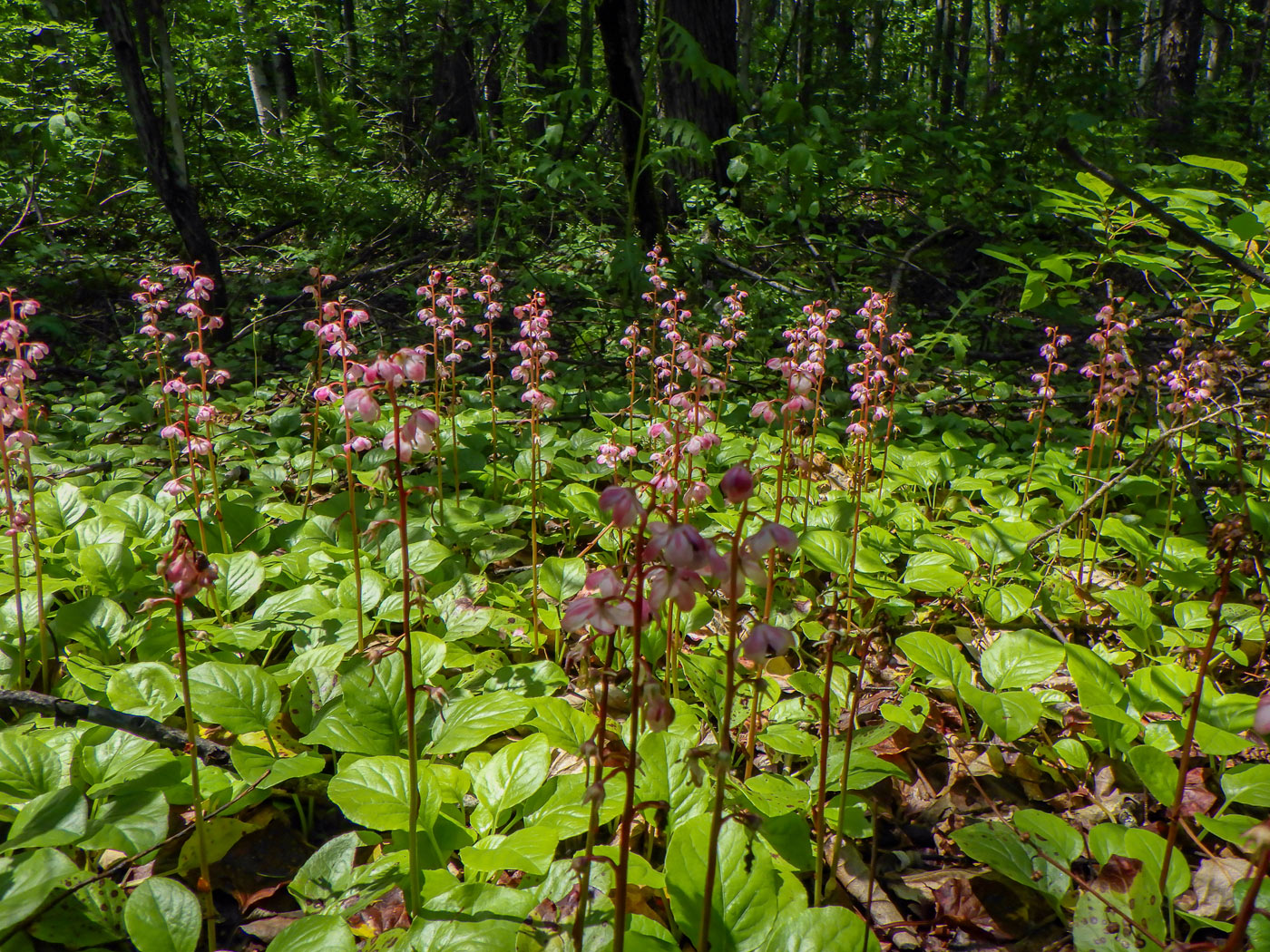 Изображение особи Pyrola incarnata.