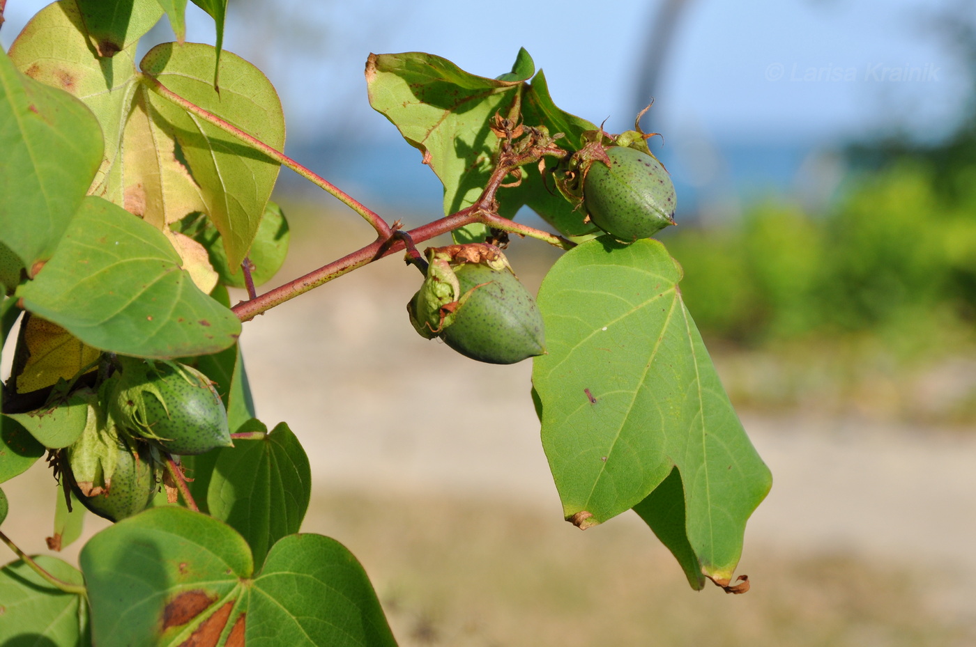 Изображение особи род Gossypium.