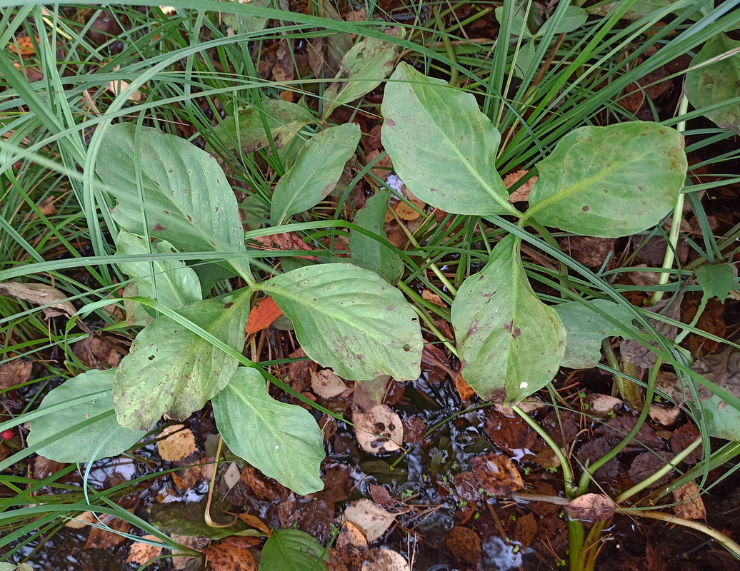 Image of Menyanthes trifoliata specimen.