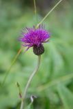 Cirsium heterophyllum. Соцветие. Мурманская обл., дол. р. Лавна, берег реки, травяной березняк. 31.08.2025.