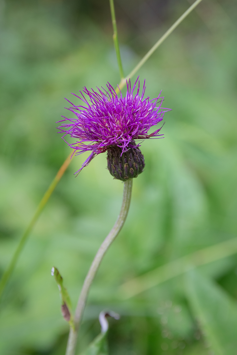 Image of Cirsium heterophyllum specimen.