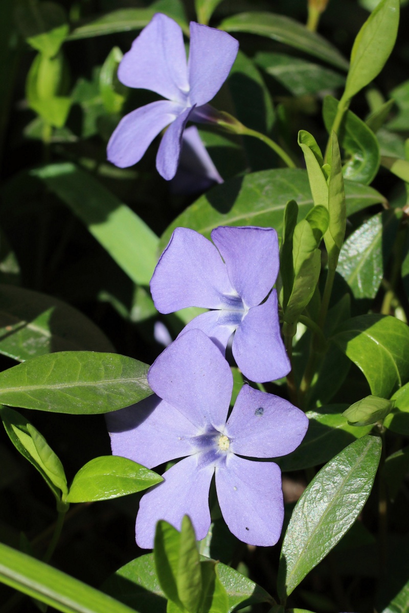 Изображение особи Vinca minor.