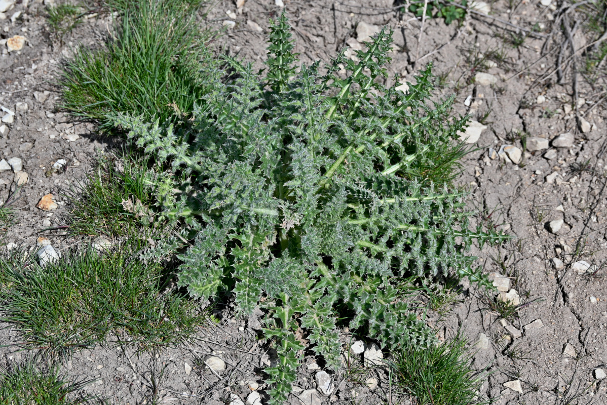 Image of genus Carduus specimen.