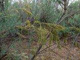 genus Tamarix. Ветвь плодоносящего растения. Казахстан, Туркестанская обл., Сузакский р-н, берег оз. Кызылколь в долине р. Ушбас, лёссовые наносы. 9 мая 2026 г.