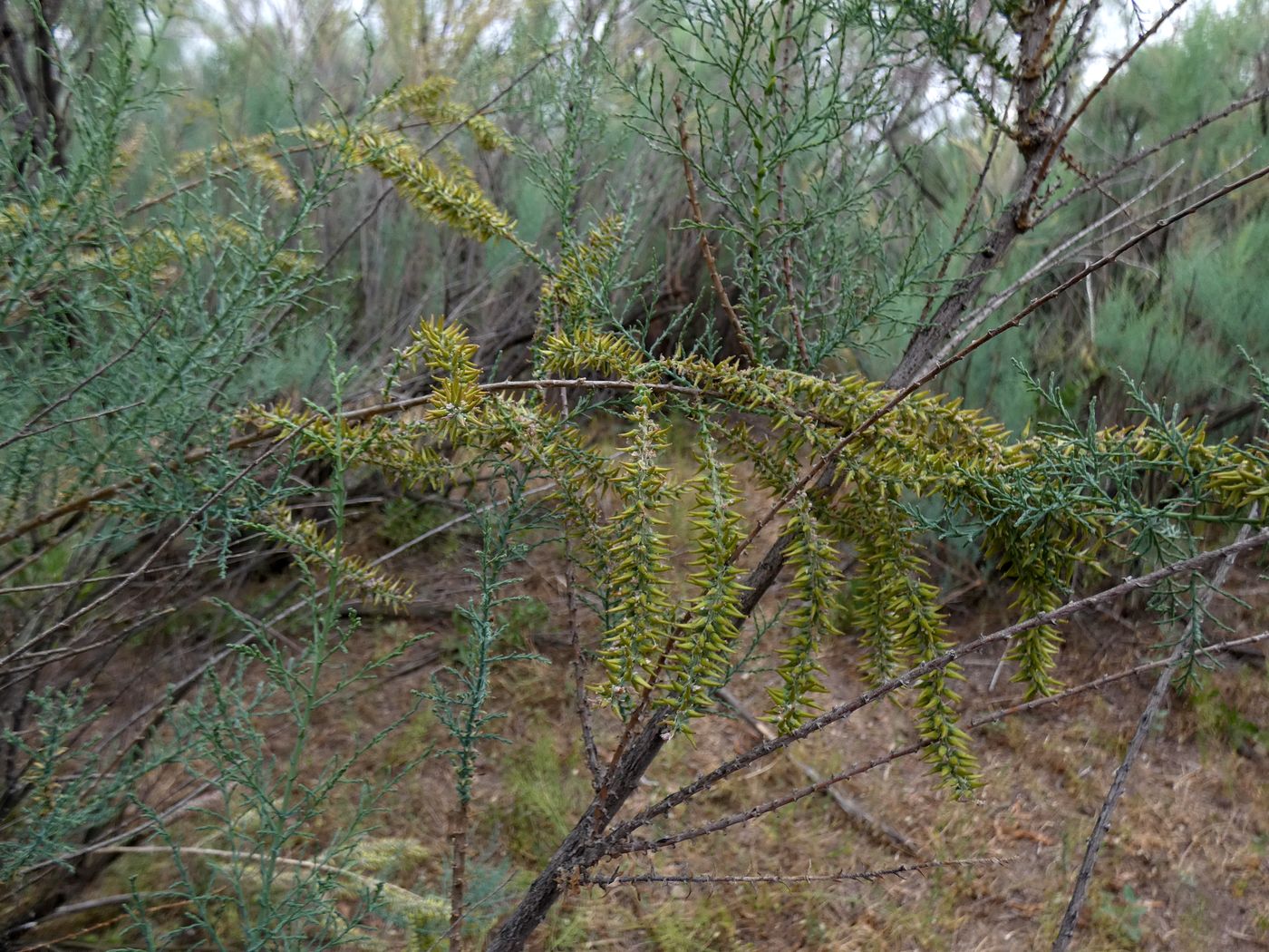 Image of genus Tamarix specimen.